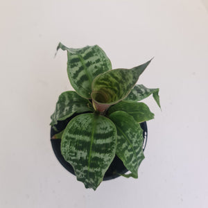 Dracaena Goldieana