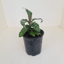 Load image into Gallery viewer, Dracaena Goldieana