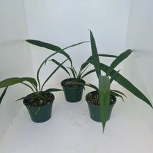 Load image into Gallery viewer, 1 x Anthurium Bakeri