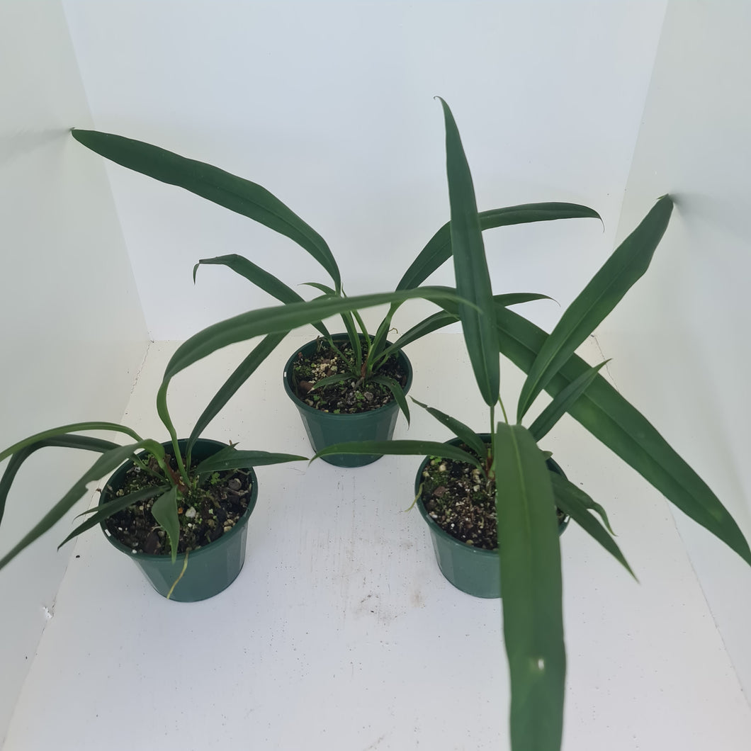 1 x Anthurium Bakeri