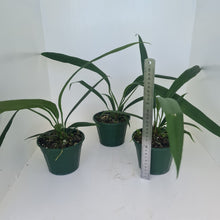 Load image into Gallery viewer, 1 x Anthurium Bakeri