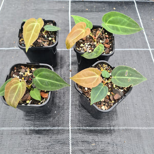 1 x Anthurium Papillilaminum hybrid x - Seedling