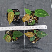 Load image into Gallery viewer, 1 x Anthurium Papillilaminum hybrid x - Seedling