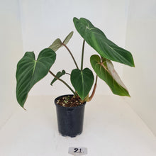Load image into Gallery viewer, #21 Philodendron Gloriosum - 2 x heads