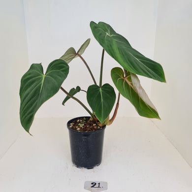 #21 Philodendron Gloriosum - 2 x heads