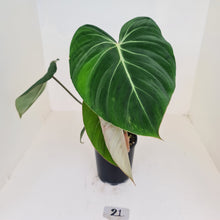 Load image into Gallery viewer, #21 Philodendron Gloriosum - 2 x heads