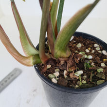 Load image into Gallery viewer, #21 Philodendron Gloriosum - 2 x heads