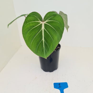 #1 Philodendron Gloriosum