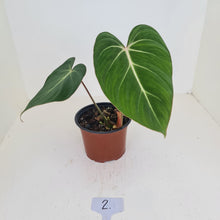 Load image into Gallery viewer, #2 Philodendron Gloriosum