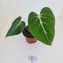 Load image into Gallery viewer, #2 Philodendron Gloriosum