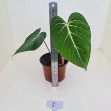 Load image into Gallery viewer, #2 Philodendron Gloriosum