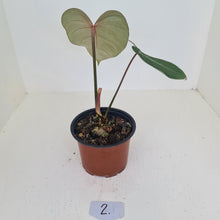 Load image into Gallery viewer, #2 Philodendron Gloriosum