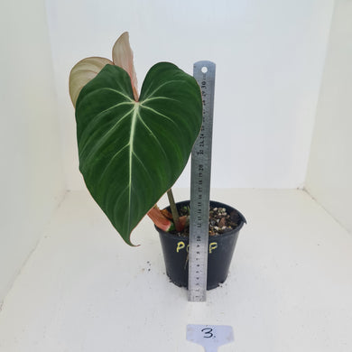 #3 Philodendron Gloriosum