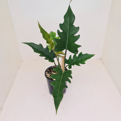 Philodendron Hendersons Delight