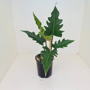 Philodendron Hendersons Delight