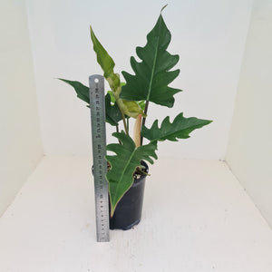 Philodendron Hendersons Delight