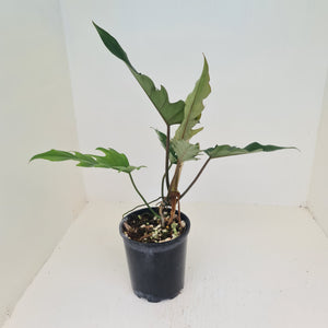 Philodendron Hendersons Delight