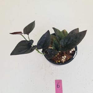 #6 Syngonium Erythrophyllum