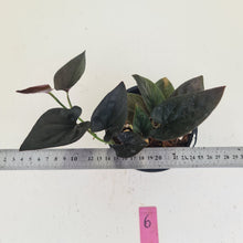 Load image into Gallery viewer, #6 Syngonium Erythrophyllum