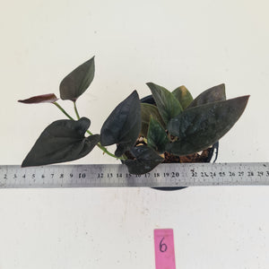 #6 Syngonium Erythrophyllum