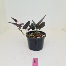 Load image into Gallery viewer, #6 Syngonium Erythrophyllum