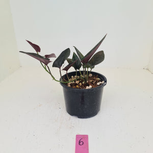 #6 Syngonium Erythrophyllum