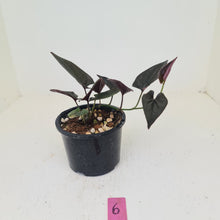 Load image into Gallery viewer, #6 Syngonium Erythrophyllum