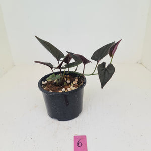#6 Syngonium Erythrophyllum