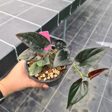 Load image into Gallery viewer, #6 Syngonium Erythrophyllum