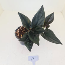Load image into Gallery viewer, #12 Syngonium Erythrophyllum