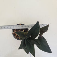 Load image into Gallery viewer, #12 Syngonium Erythrophyllum