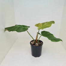Load image into Gallery viewer, Philodendron Corsinianum / &#39;Bronze Shield&#39;