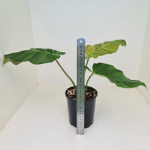 Load image into Gallery viewer, Philodendron Corsinianum / &#39;Bronze Shield&#39;