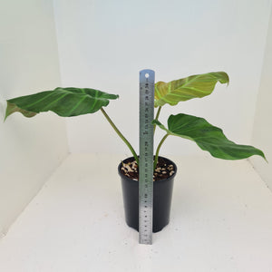 Philodendron Corsinianum / 'Bronze Shield'