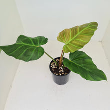 Load image into Gallery viewer, Philodendron Corsinianum / &#39;Bronze Shield&#39;