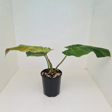 Load image into Gallery viewer, Philodendron Corsinianum / &#39;Bronze Shield&#39;