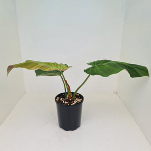 Philodendron Corsinianum / 'Bronze Shield'