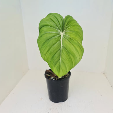Philodendron Pastazanum or Dean McDowell? - Rooted tip cutting