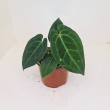 Load image into Gallery viewer, Anthurium &#39;Dark Night&#39;