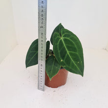 Load image into Gallery viewer, Anthurium &#39;Dark Night&#39;