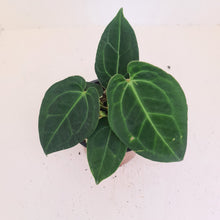 Load image into Gallery viewer, Anthurium &#39;Dark Night&#39;