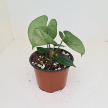 Load image into Gallery viewer, Anthurium &#39;Dark Night&#39;