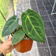 Load image into Gallery viewer, Anthurium &#39;Dark Night&#39;