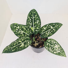 Load image into Gallery viewer, Aglaonema &#39;Galaxy&#39; / &#39;Morodoklok&#39;