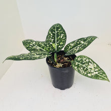 Load image into Gallery viewer, Aglaonema &#39;Galaxy&#39; / &#39;Morodoklok&#39;