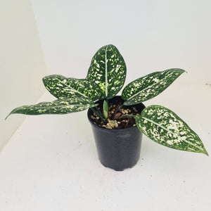 Aglaonema 'Galaxy' / 'Morodoklok'