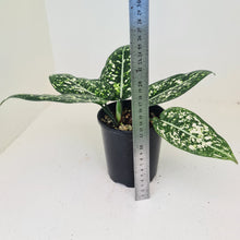 Load image into Gallery viewer, Aglaonema &#39;Galaxy&#39; / &#39;Morodoklok&#39;