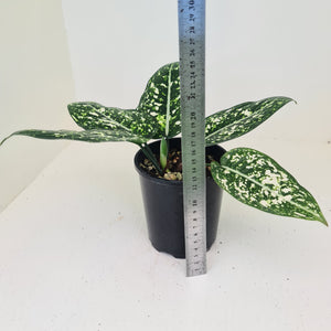Aglaonema 'Galaxy' / 'Morodoklok'