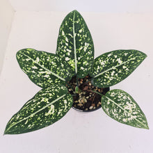 Load image into Gallery viewer, Aglaonema &#39;Galaxy&#39; / &#39;Morodoklok&#39;