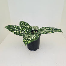 Load image into Gallery viewer, Aglaonema &#39;Galaxy&#39; / &#39;Morodoklok&#39;